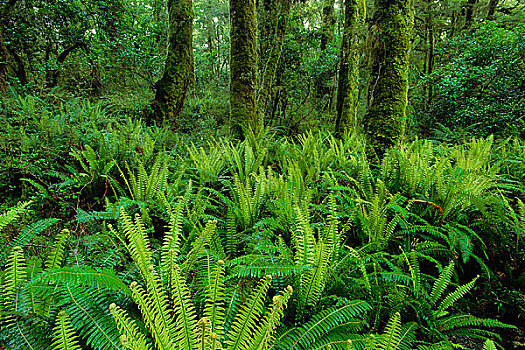 雨林,峡湾国家公园,南岛,新西兰