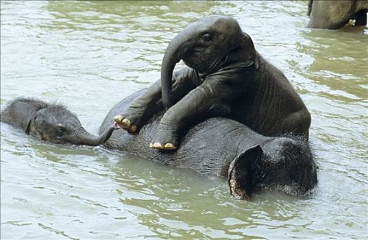 年轻,大象,玩,水