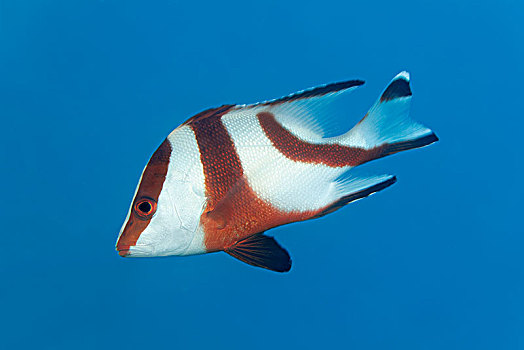 红鲷鱼,笛鲷,游动,蓝色,巴拉望岛,湖,太平洋,菲律宾,亚洲