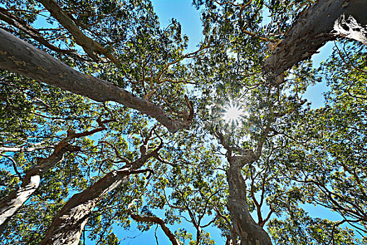 风景,桉树,树梢,太阳,国家公园,新南威尔士,澳大利亚