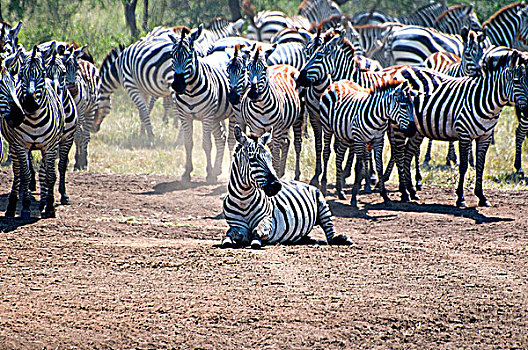 牧群,斑马,站立,土地,塞伦盖蒂国家公园,坦桑尼亚