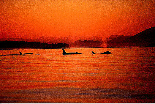 逆戟鲸,日落,南方,温哥华岛,不列颠哥伦比亚省,加拿大