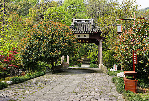 西湖茶乡,龙井