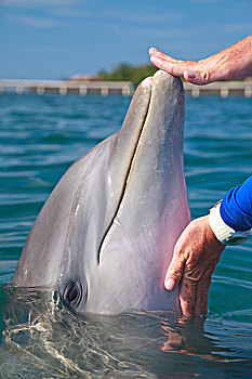 海湾群岛,洪都拉斯,训练者,宽吻海豚