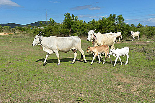 家牛,母牛,幼兽,草地,泰国,亚洲