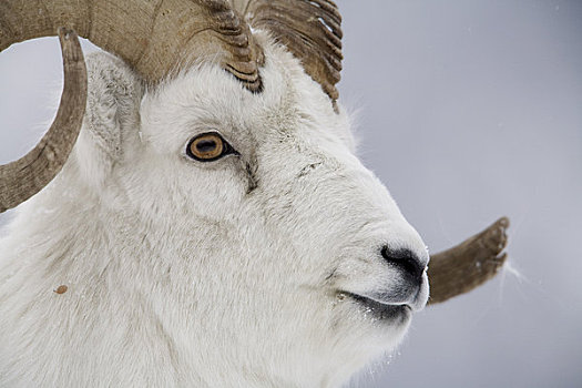 肖像,大,冬天,靠近,绵羊,山,克卢恩国家公园,育空地区,加拿大