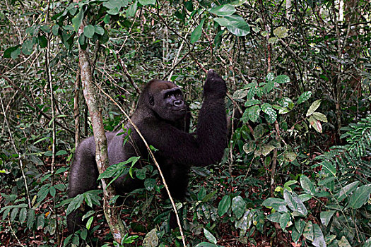 西部低地大猩猩,大猩猩,15岁,银背大猩猩,觅食,局部,高原,国家公园,加蓬