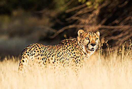 印度豹,猎豹,雄性,站立,高,草,俘获,纳米比亚,非洲