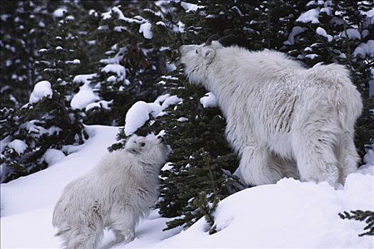 石山羊,雪羊,一对,浏览,小,树,雪,山坡,落基山脉,北美