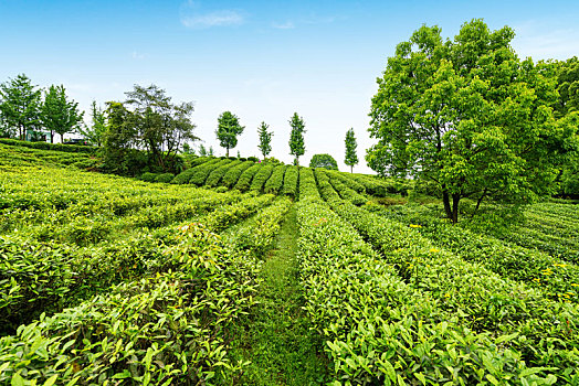 高山生态茶园