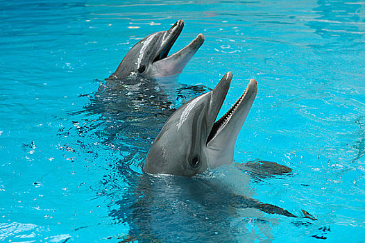 两个,普通,宽吻海豚,水中