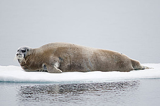 挪威,斯瓦尔巴群岛,斯匹次卑尔根岛,髯海豹,成年,休息,浮冰