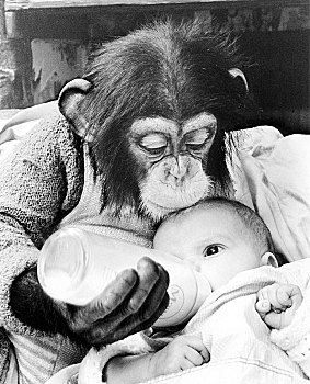 黑猩猩,婴儿,喂奶,瓶子,英格兰,英国