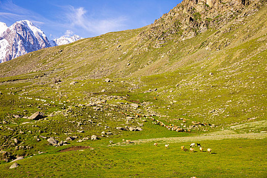 新疆天山博格达峰下草原上的羊群