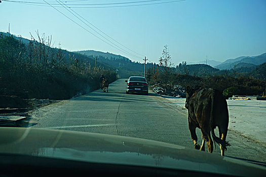 汽车,房子,牛,动物,路,路面,透视,玻璃,朦胧,蓝色,黄色