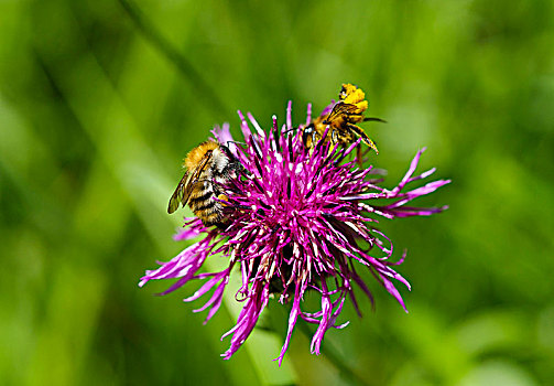 大黄蜂,花,黑矢车菊,矢车菊,山萝卜属植物,自然保护区,上巴伐利亚,巴伐利亚,德国