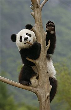 大熊猫,幼兽,攀登,树,卧龙自然保护区,中国