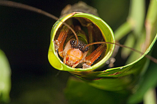 蟋蟀,隐藏,卷起,叶子,亚马逊河,厄瓜多尔