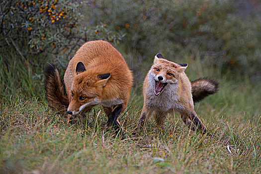 红狐,两个,狐狸,争斗,北荷兰,荷兰,欧洲