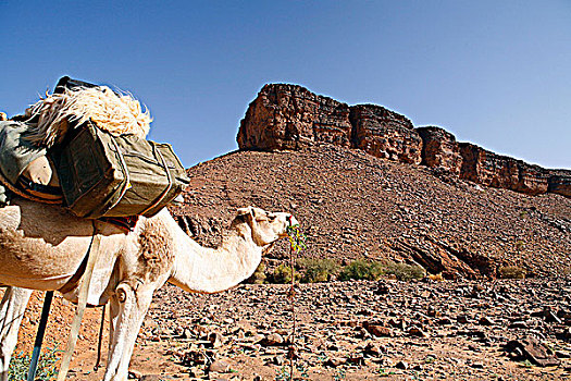 毛里塔尼亚,阿德拉尔,单峰骆驼