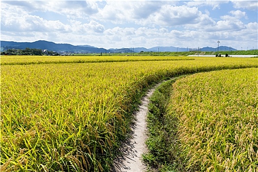 步道,绿色,稻田