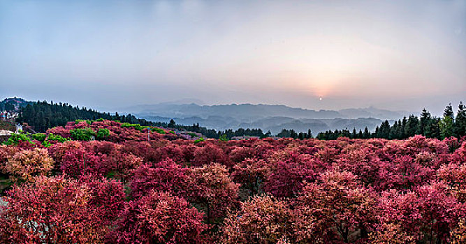 重庆五洲生态园枫叶林中的落日