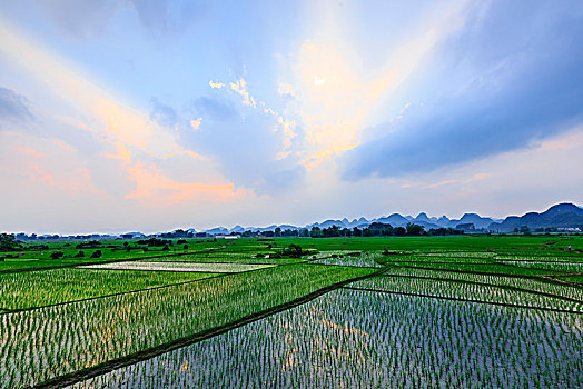 夕阳中刚种植的稻田
