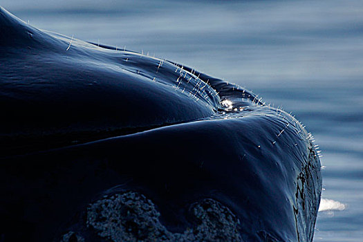 南露脊鲸,头发,下巴,颚部,瓦尔德斯半岛,阿根廷
