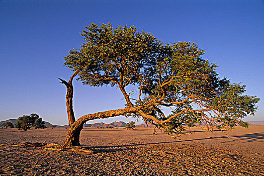 纳米比亚,纳米布沙漠,弯曲,树,风景,景色