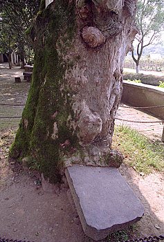 广西桂林兴安县古树上的石碑