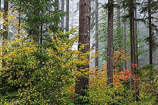 树林,雾,秋色,秋天,州立公园,靠近,希威尔顿,俄勒冈,美国