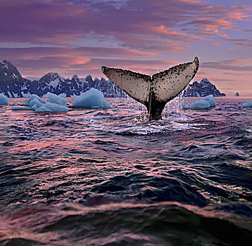 鲸,鲸尾叶突,南极半岛,南极