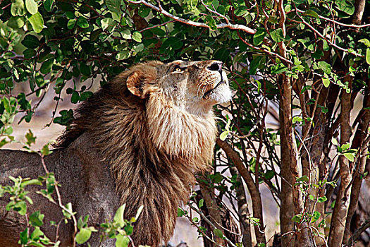 博茨瓦纳,狮子,仰视,树上,乔贝国家公园