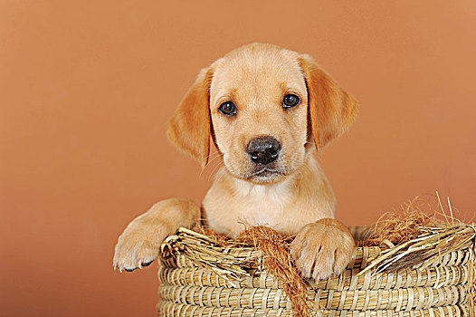 拉布拉多犬,黄色,小狗,7星期大,坐,纤维编织篮