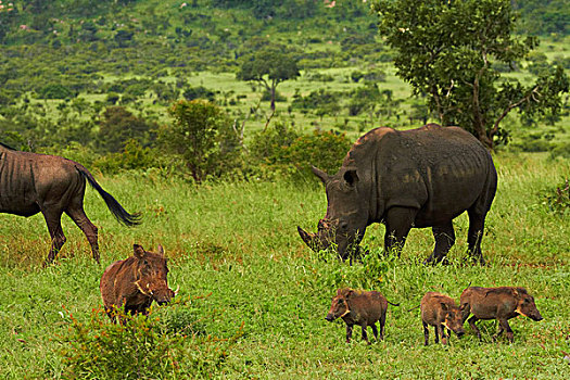 南方,白犀牛,疣猪,克鲁格国家公园,南非