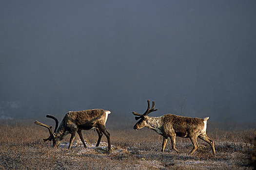 北美驯鹿,放牧,苔原,暴风雨,德纳里国家公园