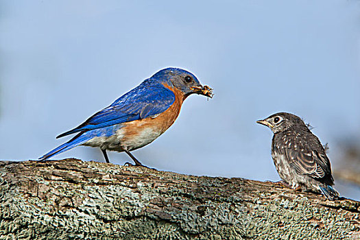 雄性,蓝知更鸟,进食,幼鸟,路易斯维尔,肯塔基