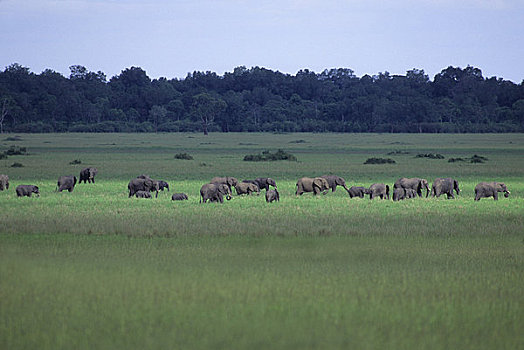 肯尼亚,马赛马拉,大象,迁徙,草地