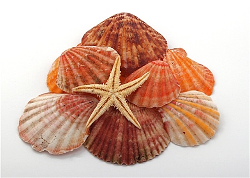 海星,海螺壳,上方,白色背景