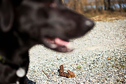 狗,排泄物,不列颠哥伦比亚省,加拿大