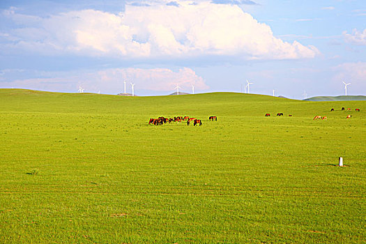 草原上生活的马群