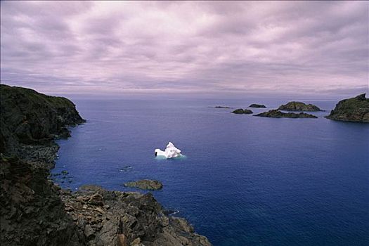 冰山,特威林盖特岛,纽芬兰,拉布拉多犬,加拿大