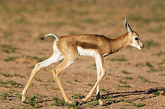 跳羚,新生,羊羔,起步,卡拉哈里沙漠,卡拉哈迪大羚羊国家公园,南非,非洲