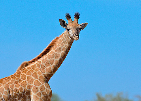南非,长颈鹿,幼兽,蓝天,克鲁格国家公园,非洲