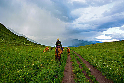 新疆喀纳斯马背上的牛仔