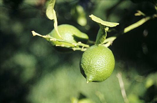 柠檬,户外