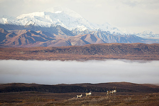三个,北美驯鹿,站立,前景,麦金利山,雾,山谷,背景,德纳里峰国家公园,室内,阿拉斯加