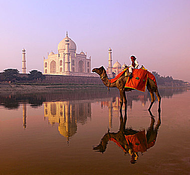 男孩,骆驼,反射,河,泰姬陵,印度,北方邦