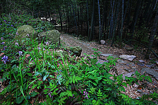 鄞州,塘溪镇,黄泥岭古道,山路,山林