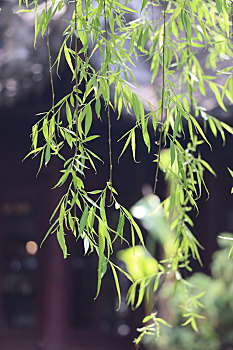 上海豫园古建筑映衬之下蓬勃生长的柳枝